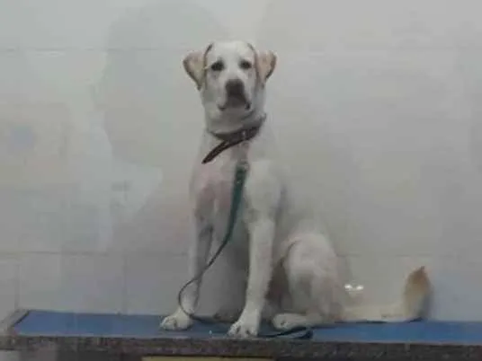 Cachorro ra a Labrador  idade 1 ano nome Marley Júnior 