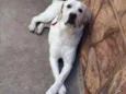Marley Júnior 