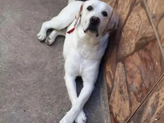 Cachorro ra a Labrador  idade 1 ano nome Marley Júnior 