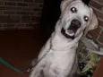 Marley Júnior 