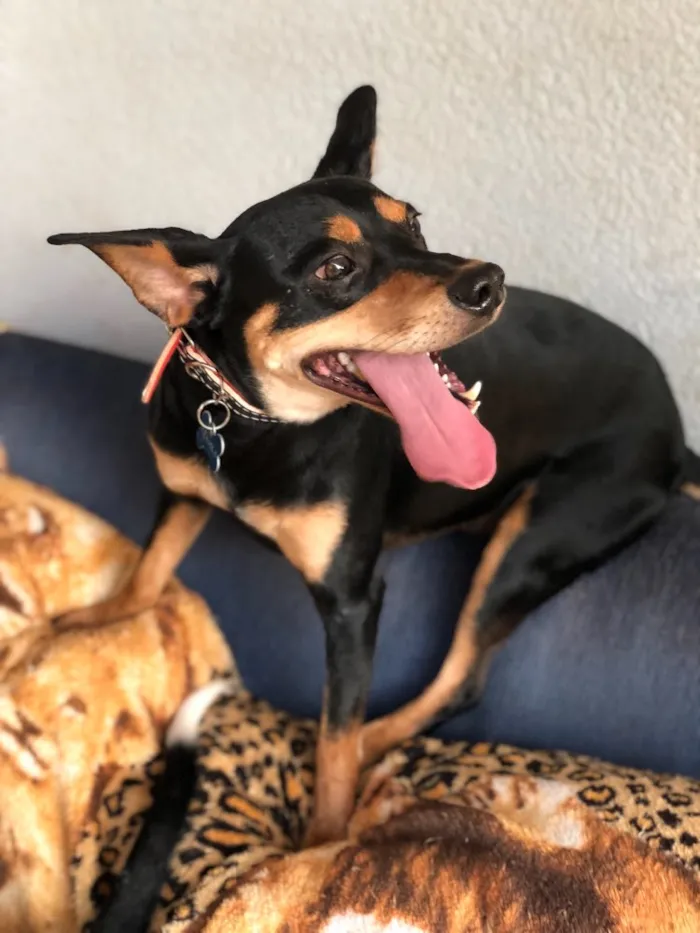 Cachorro ra a Srd idade  nome Frajola