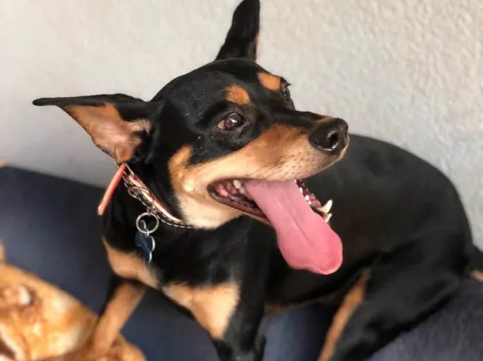 Cachorro ra a Srd idade  nome Frajola