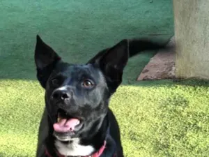 Cachorro raça SRD idade  nome Spike