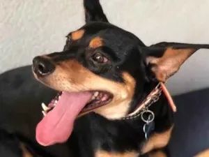 Cachorro raça Srd idade  nome Frajola