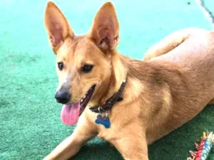 Cachorro raça Srd idade  nome Arthur