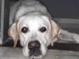 Marley Júnior 
