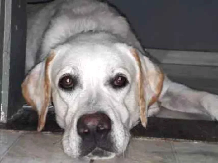 Cachorro ra a Labrador  idade 1 ano nome Marley Júnior 