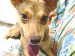 Cachorro raça Srd idade 7 a 11 meses nome Jasmim