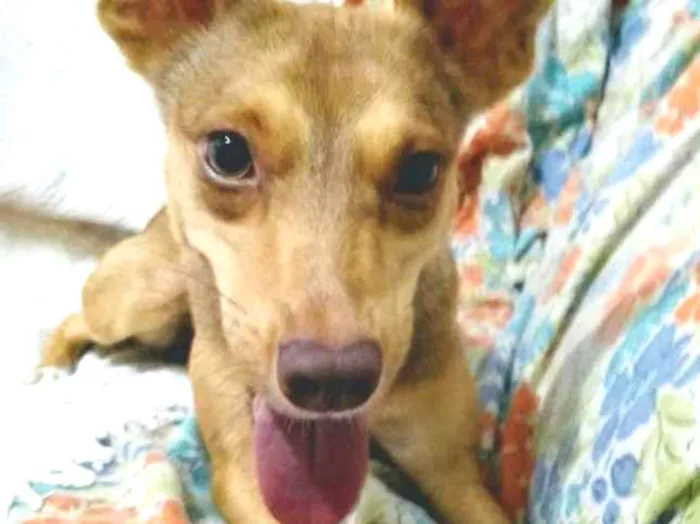 Cachorro ra a Srd idade 7 a 11 meses nome Jasmim