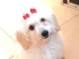 MEL