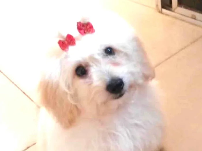 Cachorro raça Poodle  idade 3 anos nome MEL