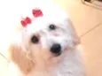 MEL