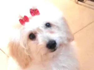 Cachorro raça Poodle  idade 3 anos nome MEL