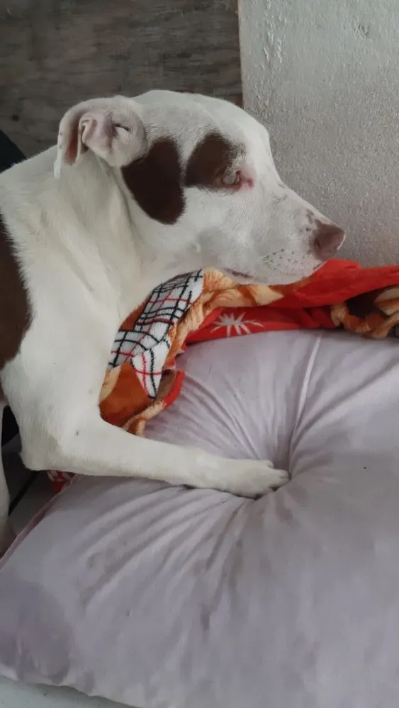 Cachorro ra a SRD idade 7 a 11 meses nome Luna 