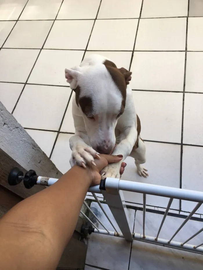 Cachorro ra a SRD idade 7 a 11 meses nome Luna 