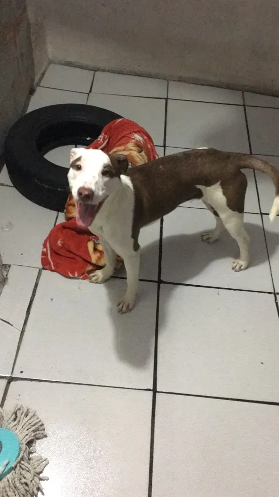 Cachorro ra a SRD idade 7 a 11 meses nome Luna 