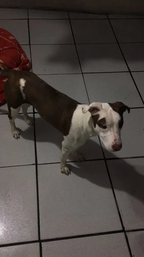 Cachorro ra a SRD idade 7 a 11 meses nome Luna 