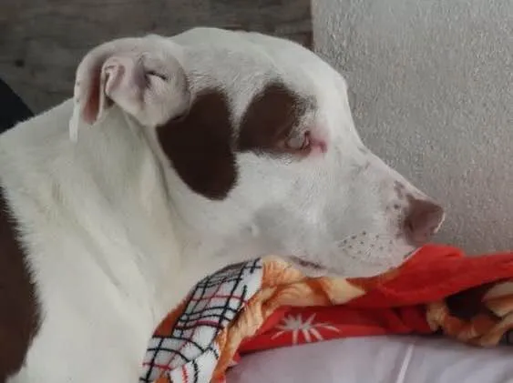 Cachorro ra a SRD idade 7 a 11 meses nome Luna 