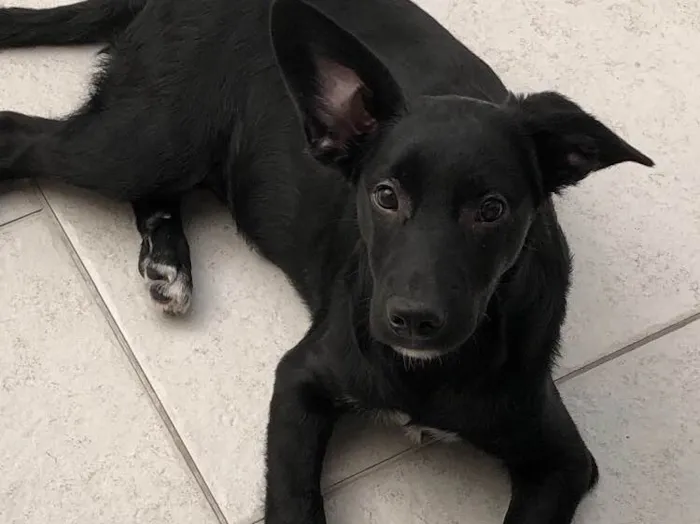 Cachorro raça SRD idade 7 a 11 meses nome Juca