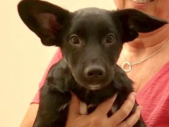 Cachorro raça SRD idade 7 a 11 meses nome Juca