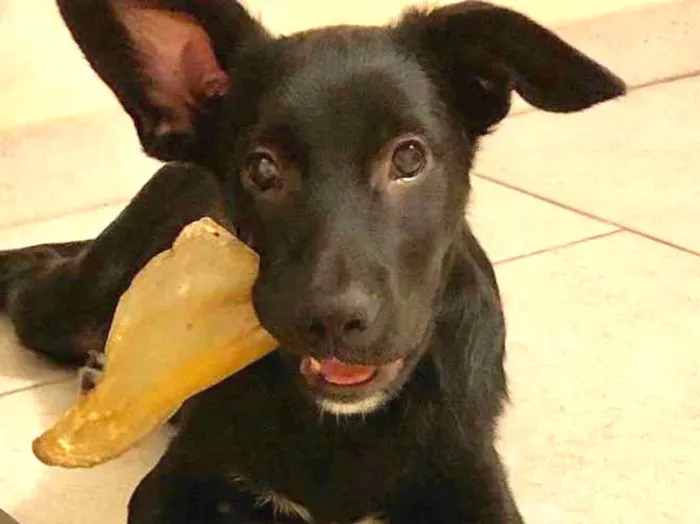 Cachorro raça SRD idade 7 a 11 meses nome Juca