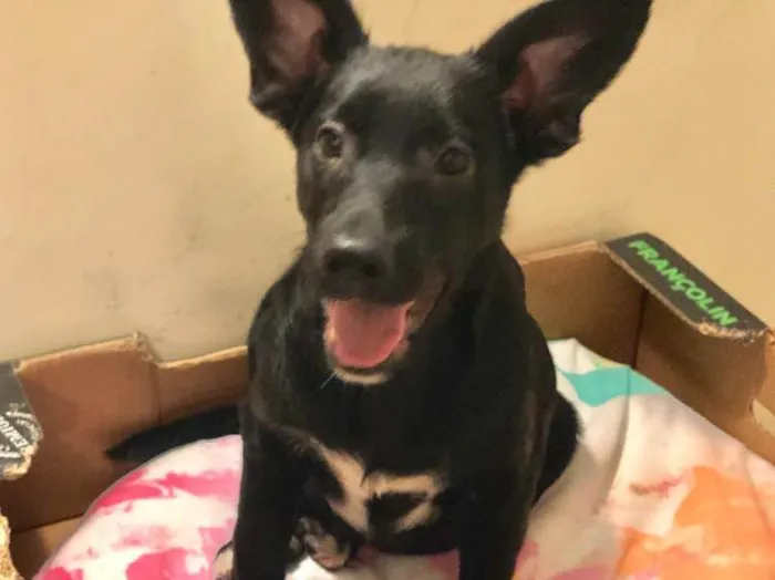 Cachorro raça SRD idade 7 a 11 meses nome Juca