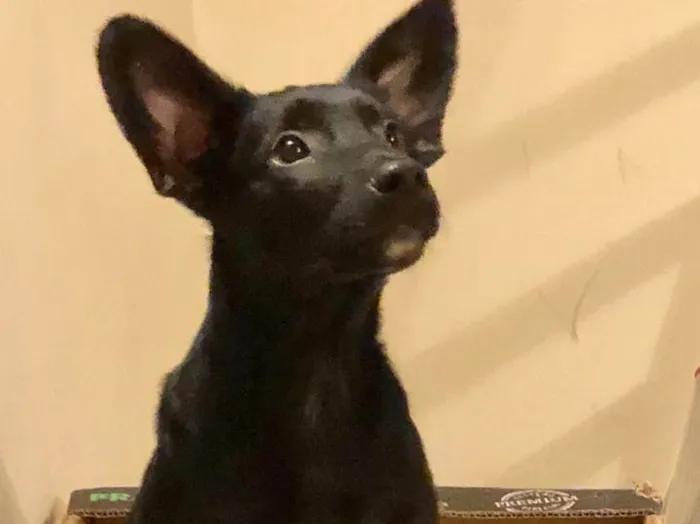 Cachorro raça SRD idade 7 a 11 meses nome Juca