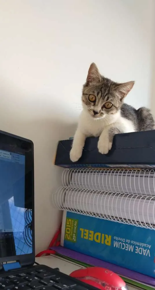 Gato raça SRD idade 2 a 6 meses nome Kira