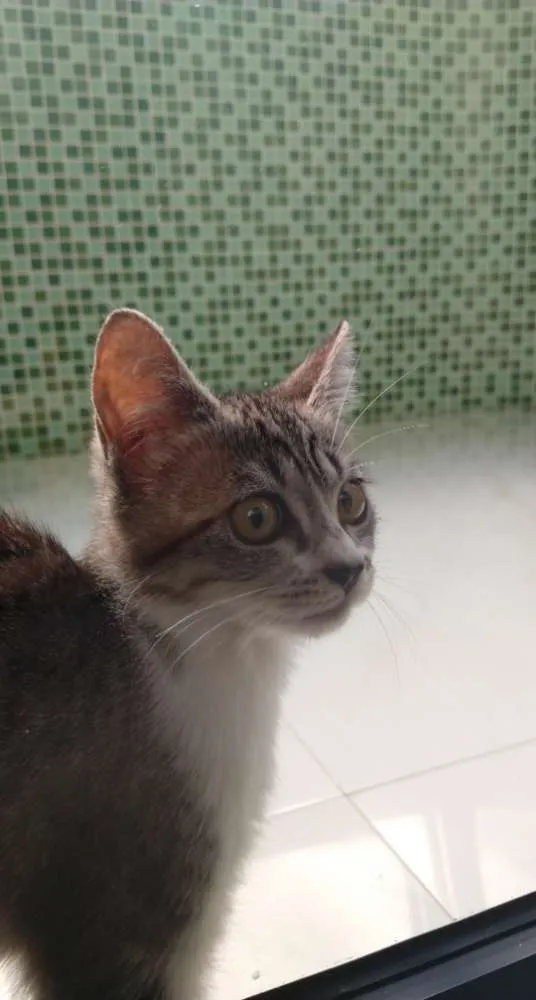 Gato raça SRD idade 2 a 6 meses nome Kira