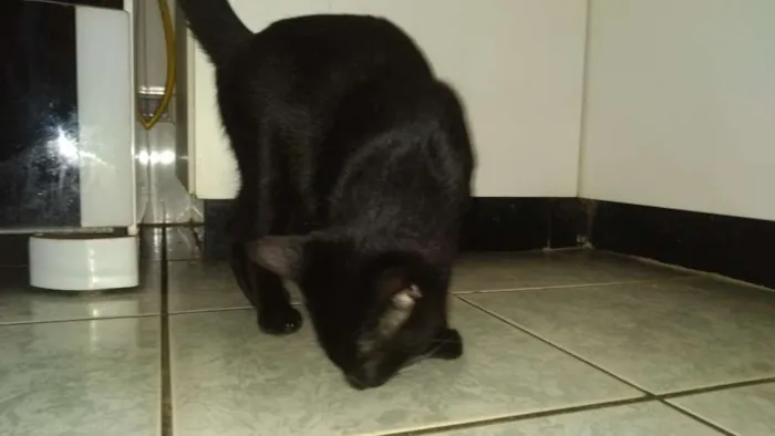 Gato ra a Gato idade 7 a 11 meses nome Não tem