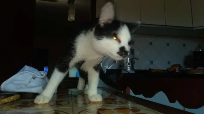 Gato ra a Gato idade 7 a 11 meses nome Não tem