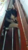 Não tem
