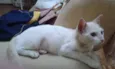Milla