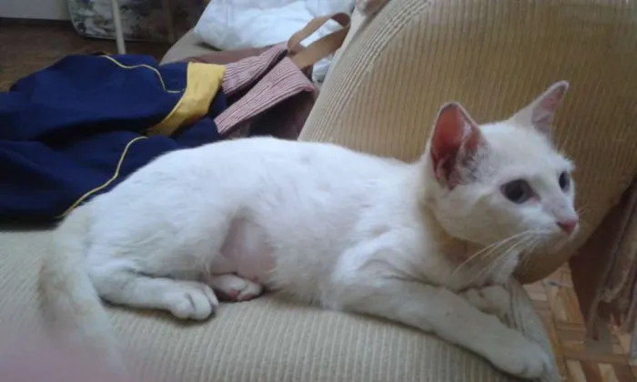 Gato ra a não sei idade 7 a 11 meses nome Milla