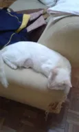 Milla
