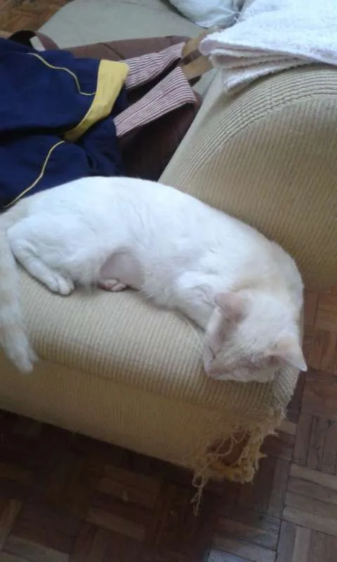 Gato ra a não sei idade 7 a 11 meses nome Milla