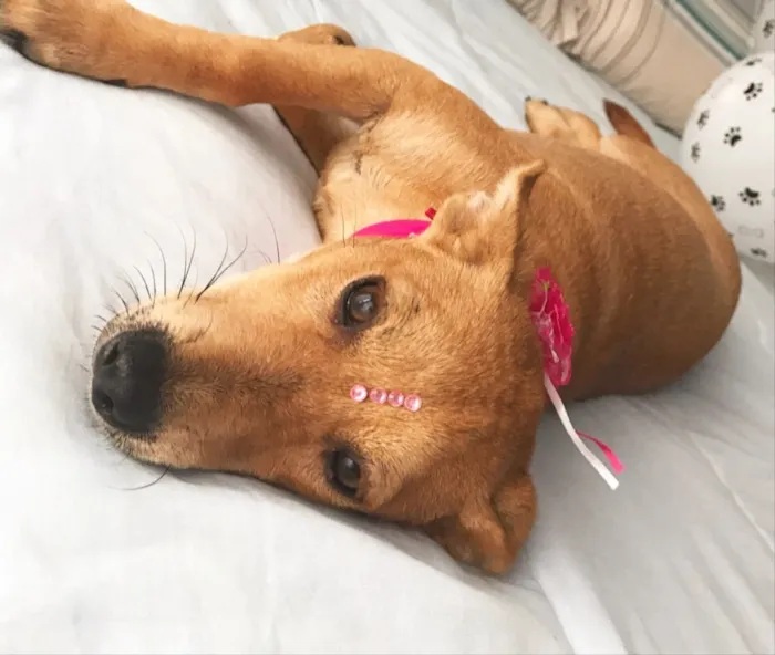 Cachorro ra a Sem Raça Definida  idade 2 a 6 meses nome Estrela