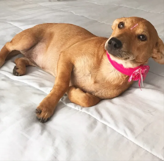 Cachorro ra a Sem Raça Definida  idade 2 a 6 meses nome Estrela