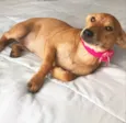 Estrela