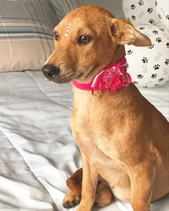 Cachorro ra a Sem Raça Definida  idade 2 a 6 meses nome Estrela
