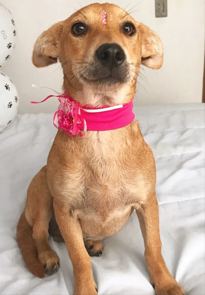 Cachorro ra a Sem Raça Definida  idade 2 a 6 meses nome Estrela
