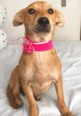 Estrela