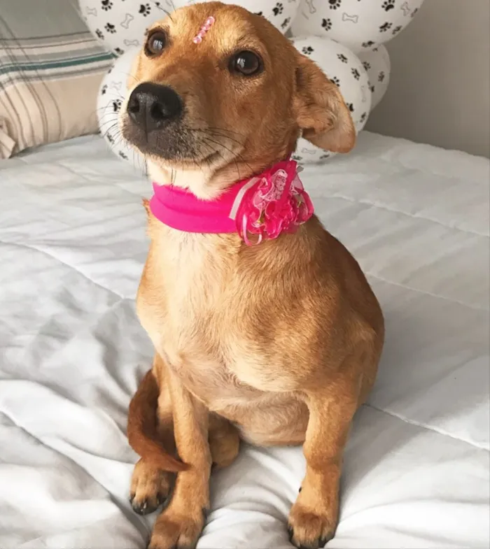 Cachorro ra a Sem Raça Definida  idade 2 a 6 meses nome Estrela