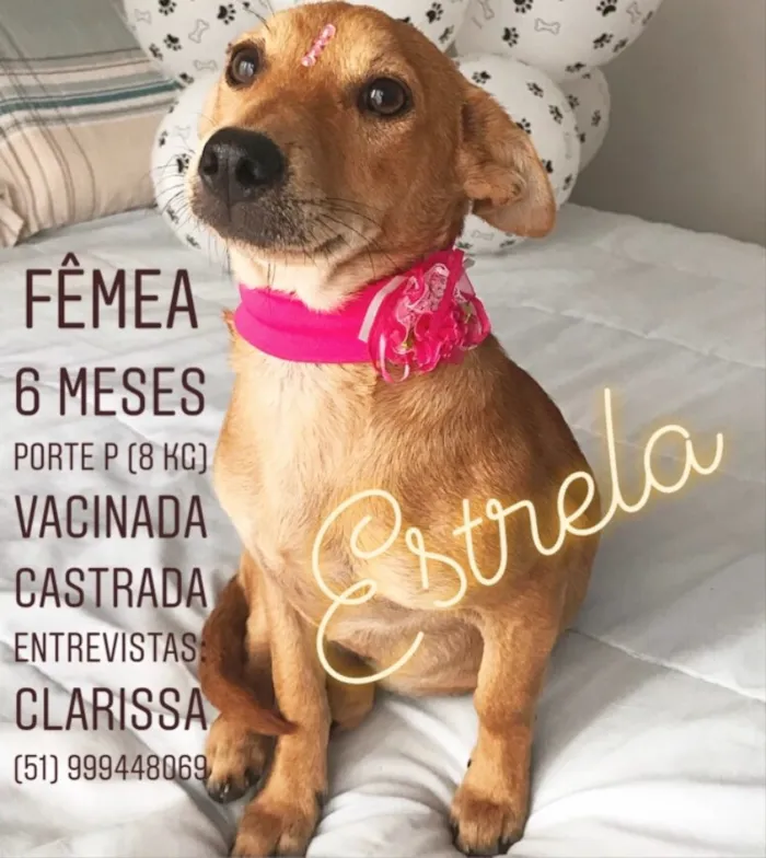 Cachorro ra a Sem Raça Definida  idade 2 a 6 meses nome Estrela