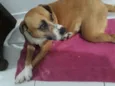 Cachorro raça Sem raça  idade 5 anos nome Luna