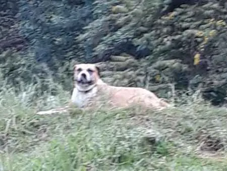 Cachorro raça Sem raça  idade 5 anos nome Luna
