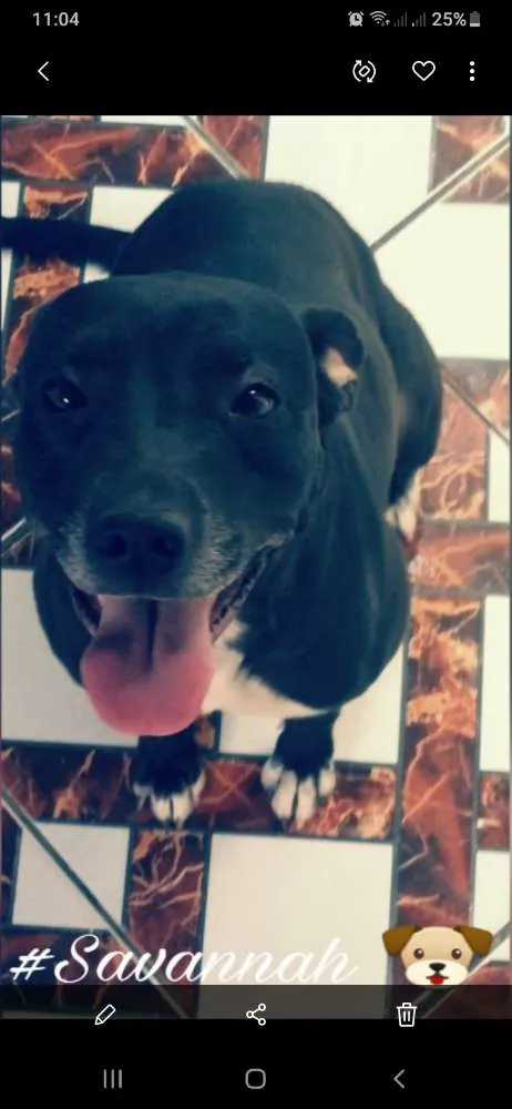 Cachorro ra a Pitbull com labrador  idade 3 anos nome Savannah