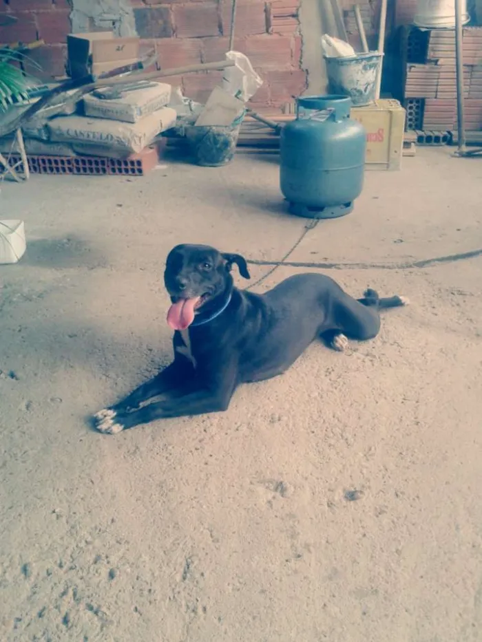 Cachorro ra a Pitbull com labrador  idade 3 anos nome Savannah