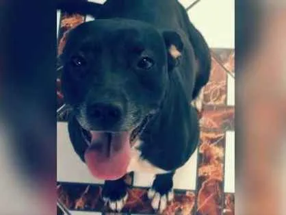 Cachorro ra a Pitbull com labrador  idade 3 anos nome Savannah