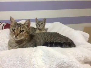 Gato raça Srd idade 2 anos nome Manoela e Marry